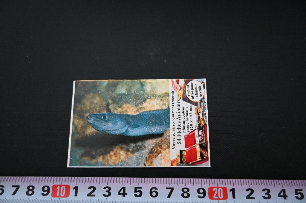 sticker MARS vis aal, Ophalen, Zo goed als nieuw
