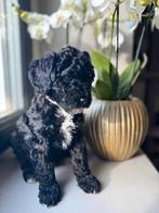 Mini doodle pups laatste teefje mag verhuizen ♥️, Dieren en Toebehoren, Honden | Chihuahua's en Gezelschapshonden, Overige rassen