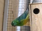 Roodrugparkieten, Dieren en Toebehoren, Vogels | Parkieten en Papegaaien, Mannelijk, Parkiet