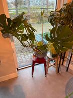 Kamerplant zonder pot, Huis en Inrichting, Kamerplanten, Ophalen, Overige soorten, Halfschaduw, In pot