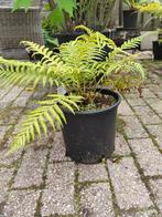Mooie dicksonia antarctica, Tuin en Terras, Planten | Tuinplanten, Ophalen, Zomer, Volle zon