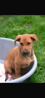 Mila puppy, Dieren en Toebehoren, Honden | Niet-rashonden, 15 weken tot 1 jaar, Teef, Eén hond, Middel