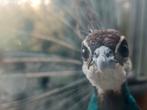 Gezond,    pauwhen met 4 kuikens . Eerste leg !, Dieren en Toebehoren, Pluimvee, Meerdere dieren, Overige soorten