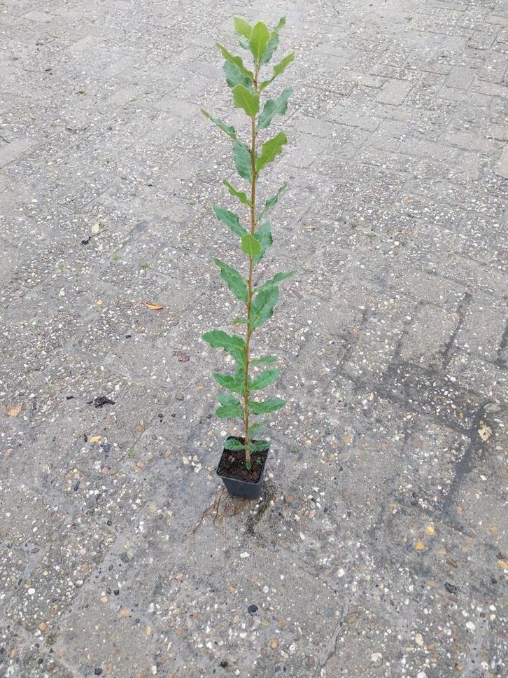 Quercus Ilex - Steeneik, Tuin en Terras, Planten | Tuinplanten, Overige soorten, Ophalen