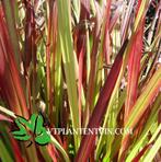 Imperata Red Baron japans bloedgras in 9x9cm pot., Tuin en Terras, Ophalen of Verzenden, Zomer, Overige soorten, Halfschaduw