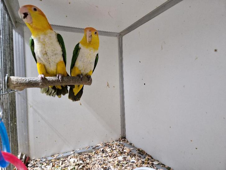 koppel roestkop caique, Dieren en Toebehoren, Vogels | Parkieten en Papegaaien, Papegaai, Meerdere dieren, Geringd