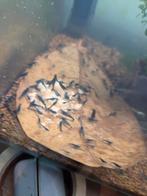 Blue velvet garnalen, Dieren en Toebehoren, Vissen | Aquariumvissen, Kreeft, Krab of Garnaal