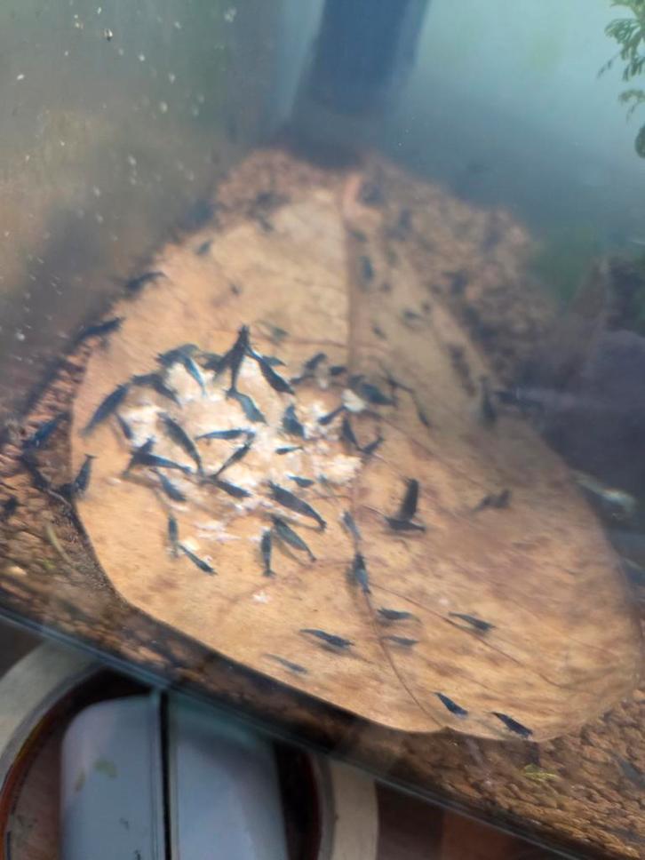 Blue velvet garnalen, Dieren en Toebehoren, Vissen | Aquariumvissen, Kreeft, Krab of Garnaal