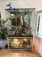 2 Terraria + koppeltje boa's en koningspython, Dieren en Toebehoren, Slang, Met terrarium, 3 tot 6 jaar