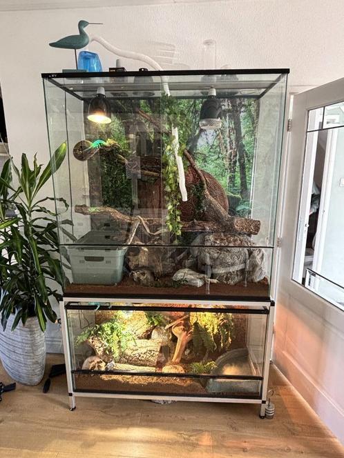 2 Terraria + koppeltje boa's en koningspython, Dieren en Toebehoren, Reptielen en Amfibieën, Slang, 3 tot 6 jaar, Met terrarium