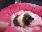 CH cavia beertje te reserveren, Cavia, Juni, Mannelijk, Tam