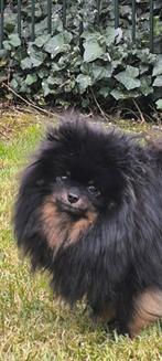 Pomeranian/Pomeriaan/FCI Stamboom/Teefje/Black&Tan/Pup/Teef, Dieren en Toebehoren, Honden | Poolhonden, Keeshonden en Oertypen