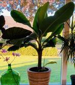 Reuze Bananenplant boom XL, Ophalen, Fruitplant, Halfschaduw, In pot