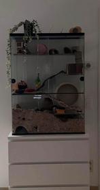 Verblijf, Kooi, 110 cm of meer, Zo goed als nieuw, Ophalen