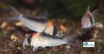 Corydoras adolfoi, Dieren en Toebehoren, Vis, Zoetwatervis, Schoolvis