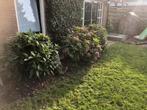Gratis Planten - Zelf Uitspitten!, Tuin en Terras, Planten | Tuinplanten, Vaste plant, Halfschaduw, Herfst, Ophalen