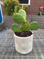 Opuntia Cactus in Pot, Huis en Inrichting, Kamerplanten, Ophalen, Minder dan 100 cm, In pot, Cactus