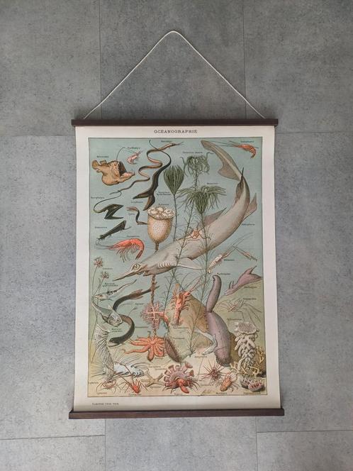 Franse schoolplaat "Oceanographie" — Millot, Antiek en Kunst, Antiek | Schoolplaten, Natuur en Biologie, Ophalen of Verzenden