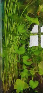 Pakketje aquariumplanten beschikbaar, Ophalen of Verzenden, Nieuw, Plant(en), Steen of Hout
