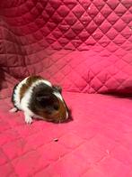 Mooie cavia’s te koop! zeugjes, Dieren en Toebehoren, Knaagdieren, Vrouwelijk, Cavia, Na 1 juli 2024