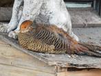 goud fazant, Dieren en Toebehoren, Mannelijk, Overige soorten