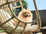 Dekreu Bearface Pomeriaan met Dekgarantie, Reu, CDV (hondenziekte), Eén hond, 3 tot 5 jaar