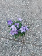 ACTIE PLATYODON, Ophalen of Verzenden, Zomer, Vaste plant, Volle zon