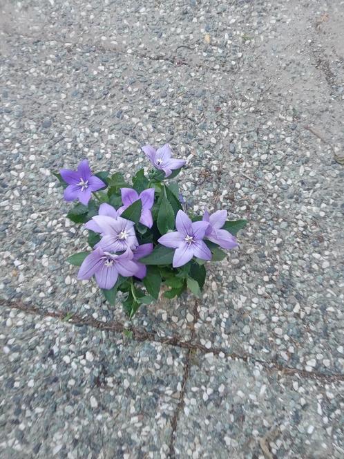 ACTIE PLATYODON, Tuin en Terras, Planten | Tuinplanten, Vaste plant, Volle zon, Zomer, Ophalen of Verzenden
