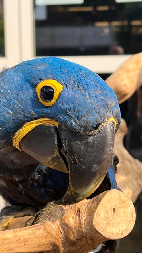 Super Tamme Hyacint Ara Pop, Dieren en Toebehoren, Vogels | Parkieten en Papegaaien, Papegaai, Vrouwelijk, Pratend, Tam, Geringd