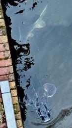 Russische Diamantsteur 120 cm ~ 15-20 KG, Dieren en Toebehoren, Steur