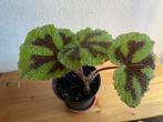 bladbegonia, Ophalen of Verzenden, Overige soorten, Minder dan 100 cm