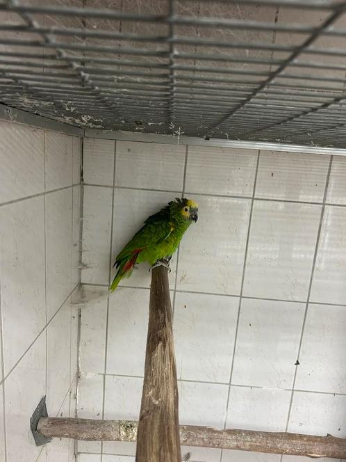 Te koop koppel bl v h amezone s, Dieren en Toebehoren, Vogels | Parkieten en Papegaaien, Papegaai, Meerdere dieren, Geringd