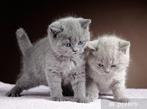 Gezocht grijze britse korthaar kitten Man, Kater