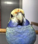Gevraagd: 0-1 Blauwwang Rosella, Dieren en Toebehoren, Vogels | Parkieten en Papegaaien, Meerdere dieren, Parkiet, Geringd