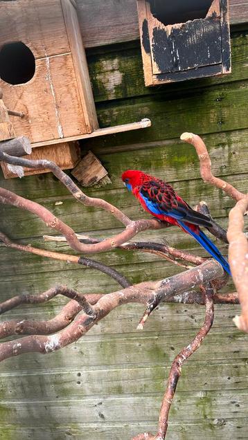 Pennant rosella beschikbaar voor biedingen