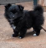 Laatste teefje uit het nest pomeriaan, CDV (hondenziekte), Keeshond, 8 tot 15 weken, Teef