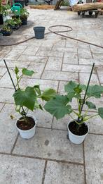 Komkommer planten, Ophalen of Verzenden, Zomer, Volle zon