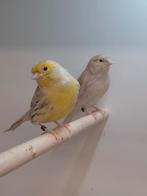 TT kleurkanaries, Dieren en Toebehoren, Vogels | Kanaries, Meerdere dieren, Kleurkanarie