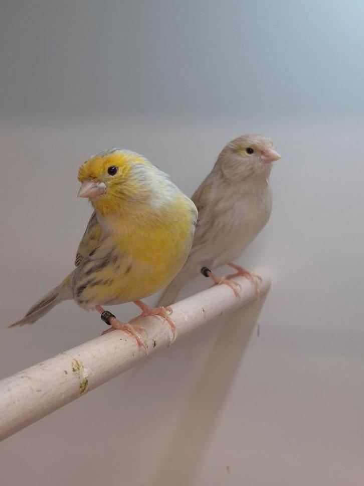 TT kleurkanaries, Dieren en Toebehoren, Vogels | Kanaries, Kleurkanarie, Meerdere dieren