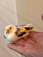 Bonte majoor putter man, Dieren en Toebehoren, Vogels | Overige Vogels, Mannelijk, Wildzangvogel, Geringd