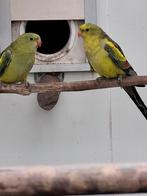 Diverse soorten vogels en aluminium voliere panelen, Dieren en Toebehoren, Meerdere dieren, Parkiet, Geringd
