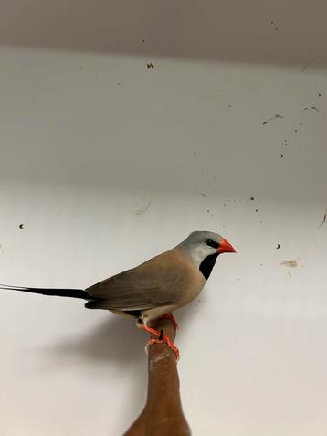 Spitsstaart amadines beschikbaar voor biedingen