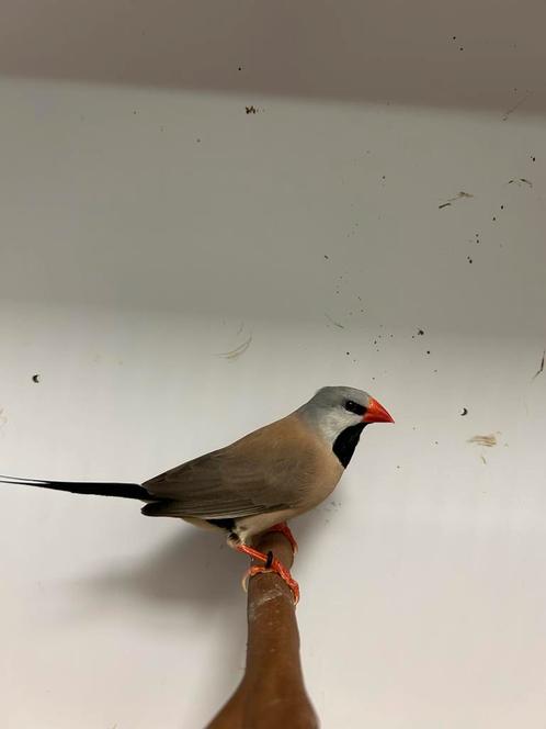 Spitsstaart amadines, Dieren en Toebehoren, Vogels | Overige Vogels, Tropenvogel, Meerdere dieren