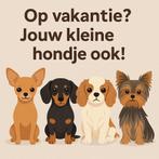 Hondenoppas in huiselijke sfeer, geen kinderen, grote tuin, Particuliere oppas