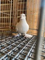 Musul takla, Dieren en Toebehoren, Meerdere dieren