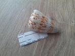 5,5 cm conus caracteristicus, Verzamelen, Ophalen of Verzenden, Schelp(en)