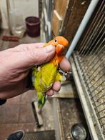 Jonge fisheri 10 weken      15eiro, Dieren en Toebehoren, Vogels | Parkieten en Papegaaien, Geslacht onbekend, Dwergpapegaai of Agapornis