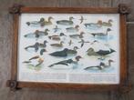 oude ingelijste schoolplaat met watervogels, Ophalen of Verzenden, Natuur en Biologie