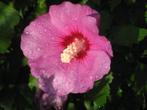hibiscus planten, Vaste plant, Halfschaduw, Zomer, Ophalen