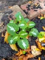 Dovenetel 2 plantjes samen 50 cent OPHALEN, Ophalen, Zomer, Overige soorten, Volle zon